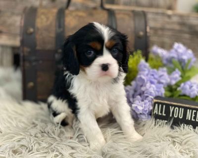 4 Male Cavalier King Charles Spaniel Puppies for Sale