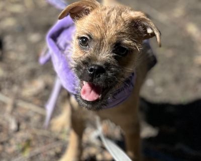 Pedro - Pug & Yorkshire Terrier Mix Male Dog for Adoption