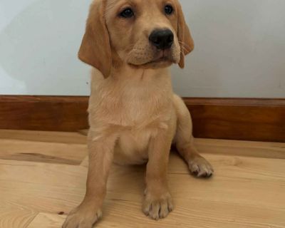 7 Male and 2 Female Labrador Retriever Puppies for Sale