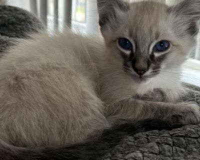 Seal Lynx Male Tan Collar - Balinese Male Kitten For Sale