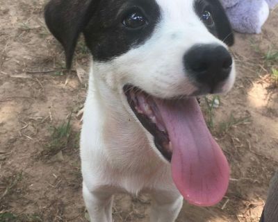 Halo - Mixed Breed Female Puppy for Adoption