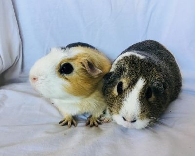 SasGirl( Bonded to Sumna) - Guinea Pig Female for Adoption