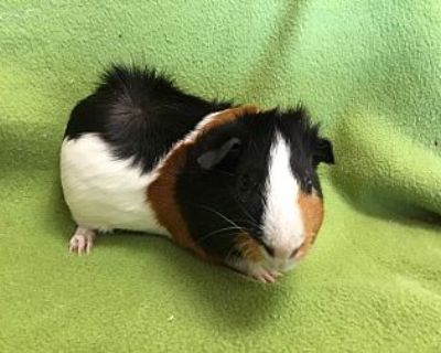 Thorpe - Guinea Pig Male for Adoption