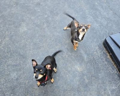 Very cute chihuahua puppies available 8/30