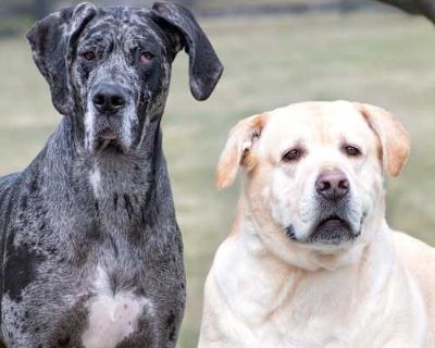 Peppa - Great Dane Female Dog for Adoption