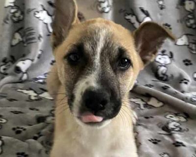 Riley - Shepherd (Unknown Type) Male Puppy for Adoption
