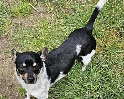 Roscoe - Rat Terrier Male Dog for Adoption