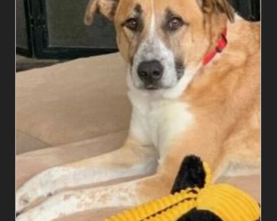 A gentle giant - Anatolian Shepherd / Great Pyrenees Male Adult