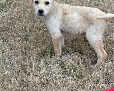 Gabby - Great Pyrenees & Labrador Retriever Mix Female Puppy for Adoption