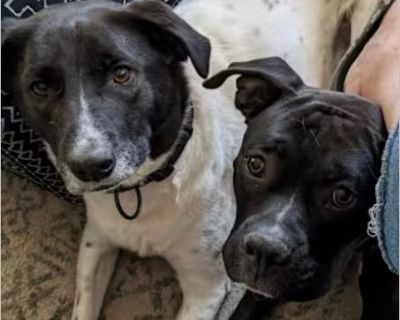 Zeus and Ozzie are looking for new home(s)! %8F Zeus is a purebred boxer, aged three, who has been neutered and vaccinated. He interacts well with children and other animals. However, due to the owner's busy schedule, Zeus is in need of a new and loving home. Ozzie is a Lab/collie mix, aged three, who has been neutered and vaccinated. He interacts well with children and other animals. However, ...