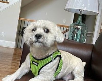 Baxter Schnoodle - Schnauzer (Miniature)/Poodle (Miniature) Mix Male Dog for Adoption