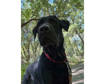 Levi - Labrador Retriever/Mixed Breed (Medium) Mix Male Dog for Adoption