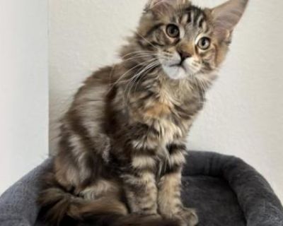 Maine Coons Available Today - Maine Coon Male & Female Kitten For Sale