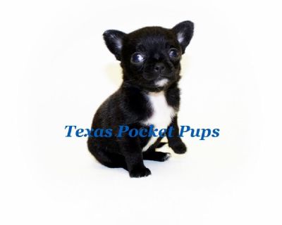 Teacup Chihuahua Puppies, Short coats, apple heads Import lines.