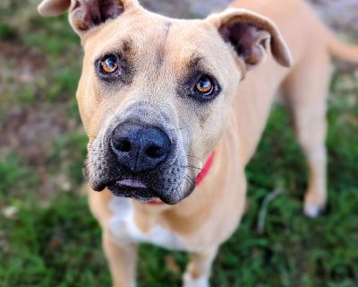 Junior - American Bulldog Mix Male Dog for Adoption