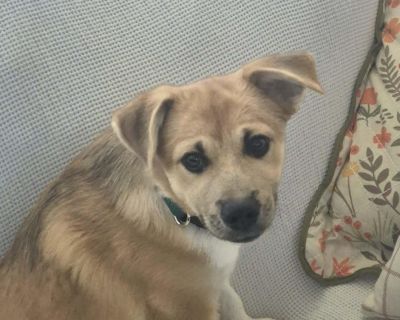 Meet Dax!! Breed: Corgi/Dachshund mix Rescued from: South Texas Age: I'm just a baby! 14 weeks Weight: 14 Vetting: I have all my shots! Hi, I m Dax! I was rescued from a high kill shelter in South Texas. Despite my tough start, I m full of love and ready to find my forever family! My foster calls me Socks because I have white socks on my feet!! I am: Friendly I love everyone and everything! Pla...