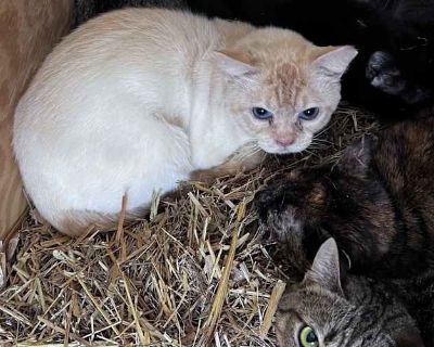 Wexler - Siamese Male Cat for Adoption