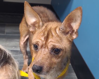 Health Vaccinations up to date, spayed / neutered.. Adult Male Small