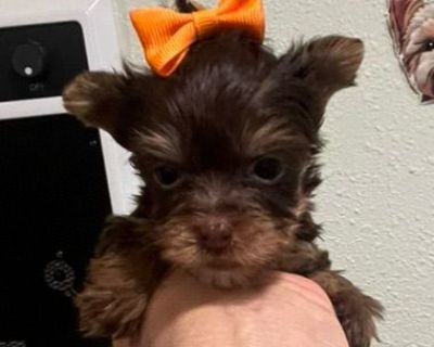 5 Male and 1 Female Yorkshire Terrier Puppies for Sale