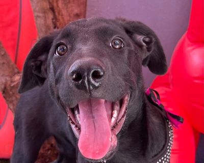 Indigo - Labrador Retriever Mix Female Puppy for Adoption