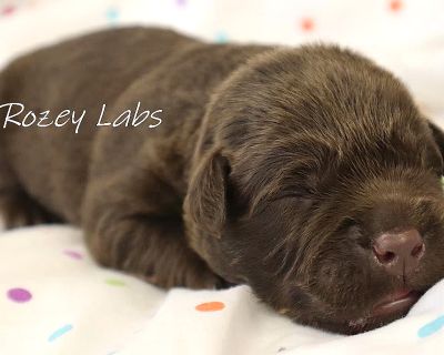 Yellow Collar Boy - Chocolate Male Labrador Puppy for Sale