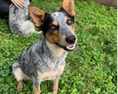 Prince - Australian Cattle Dog / Blue Heeler Male Puppy for Adoption