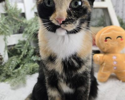 Meet Lottie the tiny tortico with a BIG personality! Lottie came into foster care at just 3 weeks old with her brother, Lugnut, and immediately stole the spotlight. She was so teensy-tiny she needed round-the-clock bottle feedings which might explain why she now believes humans were put on this earth specifically to love her, carry her, and give her endless kisses. She started off more independ...