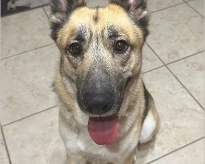 CEDAR - TX Rescue Dog - Male Puppy German Shepherd for Adoption