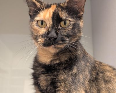 Sunkist - Domestic Short Hair Female Cat for Adoption