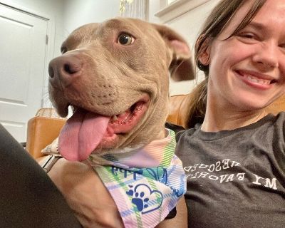 Brooklyn Ark - Pit Bull Terrier & Weimaraner Mix Female Dog for Adoption