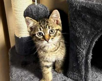 These four are the PEPPER litter. Pimento, Habanero, Jalapeno and Ghost. We named them the Peppers because they were all so SPICY as tiny little kittens that came to us with a VERY feral mother. They were hissy little creatures who are now calmer and friendly and they are so fun to watch when they get the zoomies. All four love each other and are Johnny piled each time they nap or sleep. They n...