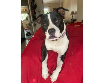 Panda - American Staffordshire Terrier/American Pit Bull Terrier Mix Male Dog for Adoption