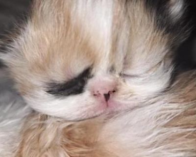 Jenee - Persian Male & Female Kitten For Sale