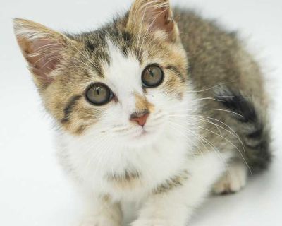 Child. Brown tabby. Hair: medium. Microchipped. Vaccinated. Meet Sausage can't wait to the love of your life! Our fosters are have so many kittens are now big enough to be adopted. They are anywhere from 8 to 10 wks old so ALL are TOO SMALL TO GO as SOLO pets to a home UNLESS u already have a young cat in your home - so have to be paired up. They are absolutely the sweetest and simply some of t...