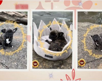 AKC French Bulldog One Male and One Female Left!