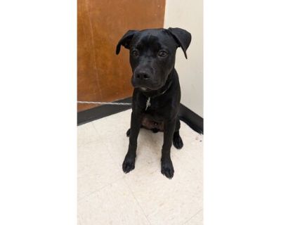 Bear - Labrador Retriever/Mixed Breed (Medium) Mix Male Puppy for Adoption