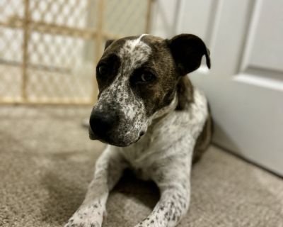 Willow - Catahoula Leopard Dog & Mountain Cur Mix Female Dog for Adoption