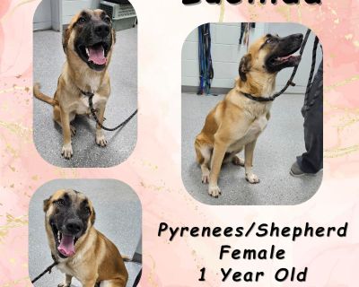 Lucinda - Great Pyrenees & German Shepherd Dog Mix Female Dog for Adoption