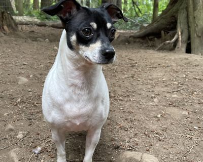 JACKEE - Rat Terrier Female Dog for Adoption