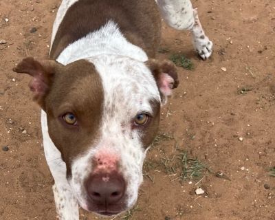 Miss Kitty - Australian Cattle Dog / Blue Heeler Female Dog for Adoption