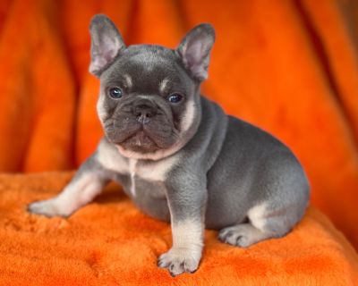 French Bulldog Puppies