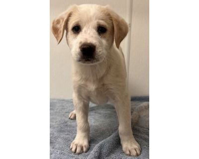 Cedar - Labrador Retriever/Mixed Breed (Medium) Mix Male Dog for Adoption