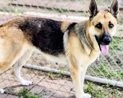 Meet Stormy This beautiful girl is around 4 years old , weighing 63 lbs and is as sweet as her name is fierce! Stormy is gentle, loving, and wonderful with people/dogs and kids. She enjoys going on walks she might get a little excited and pull at first, but she settles down quickly and is learning her leash manners. Stormy loves attention and would be so happy to have a family of her own to cud...