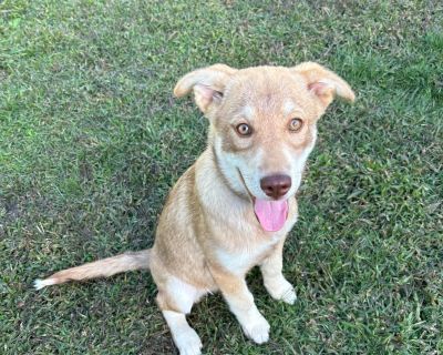 Breezy - Husky & Labrador Retriever Mix Female Puppy for Adoption