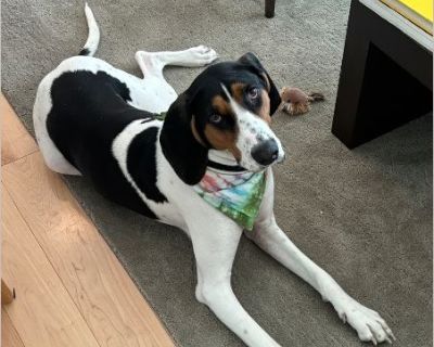 Ginger - Female Puppy Treeing Walker Coonhound for Adoption