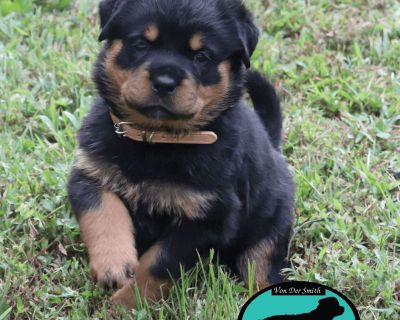 1 Female Rottweiler Puppy for Sale