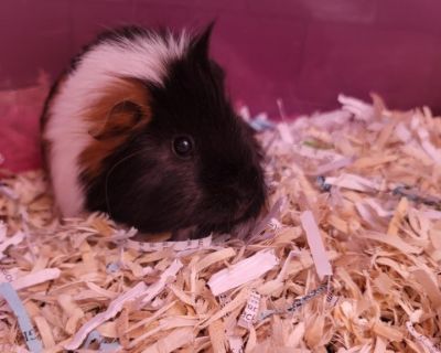 BRACHI - Guinea Pig Female for Adoption