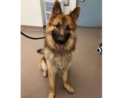 ODIE - German Shepherd Dog Male Dog for Adoption