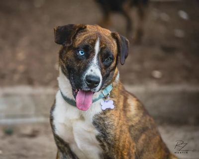 Squid - Shepherd Mix Male Dog for Adoption