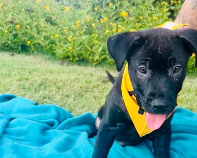 Moon - Labrador Retriever Male Puppy for Adoption